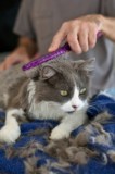 kattenverzorger-kattenverzorging-opleiding