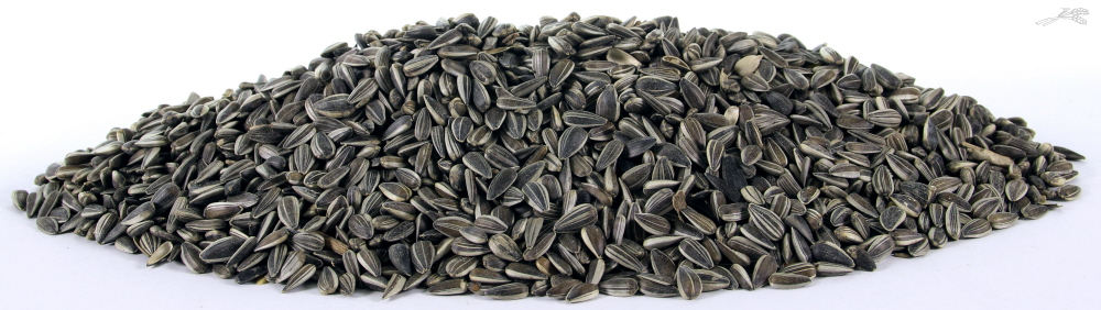 TIJSSEN ZONNEPITTEN GESTREEPT